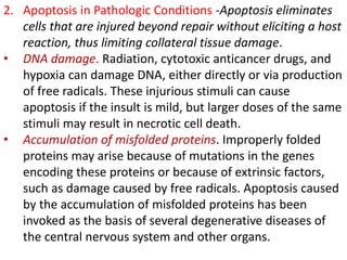 2. Apoptosis in Pathologic Conditions -Apoptosis eliminates
cells that are injured beyond repair without eliciting a host
reaction, thus limiting collateral tissue damage.
• DNA damage. Radiation, cytotoxic anticancer drugs, and
hypoxia can damage DNA, either directly or via production
of free radicals. These injurious stimuli can cause
apoptosis if the insult is mild, but larger doses of the same
stimuli may result in necrotic cell death.
• Accumulation of misfolded proteins. Improperly folded
proteins may arise because of mutations in the genes
encoding these proteins or because of extrinsic factors,
such as damage caused by free radicals. Apoptosis caused
by the accumulation of misfolded proteins has been
invoked as the basis of several degenerative diseases of
the central nervous system and other organs.
 