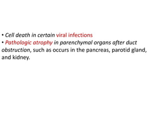 • Cell death in certain viral infections
• Pathologic atrophy in parenchymal organs after duct
obstruction, such as occurs in the pancreas, parotid gland,
and kidney.
 