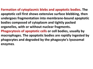 Formation of cytoplasmic blebs and apoptotic bodies. The
apoptotic cell first shows extensive surface blebbing, then
undergoes fragmentation into membrane-bound apoptotic
bodies composed of cytoplasm and tightly packed
organelles, with or without nuclear fragments.
Phagocytosis of apoptotic cells or cell bodies, usually by
macrophages. The apoptotic bodies are rapidly ingested by
phagocytes and degraded by the phagocyte's lysosomal
enzymes.
 