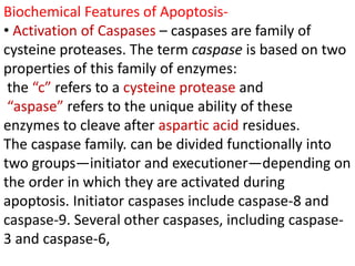 Biochemical Features of Apoptosis-
• Activation of Caspases – caspases are family of
cysteine proteases. The term caspase is based on two
properties of this family of enzymes:
the “c” refers to a cysteine protease and
“aspase” refers to the unique ability of these
enzymes to cleave after aspartic acid residues.
The caspase family. can be divided functionally into
two groups—initiator and executioner—depending on
the order in which they are activated during
apoptosis. Initiator caspases include caspase-8 and
caspase-9. Several other caspases, including caspase-
3 and caspase-6,
 
