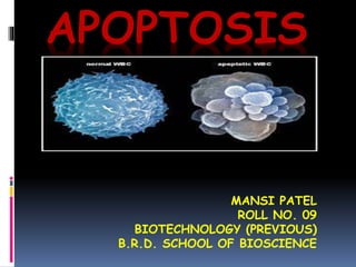 APOPTOSIS
MANSI PATEL
ROLL NO. 09
BIOTECHNOLOGY (PREVIOUS)
B.R.D. SCHOOL OF BIOSCIENCE
 