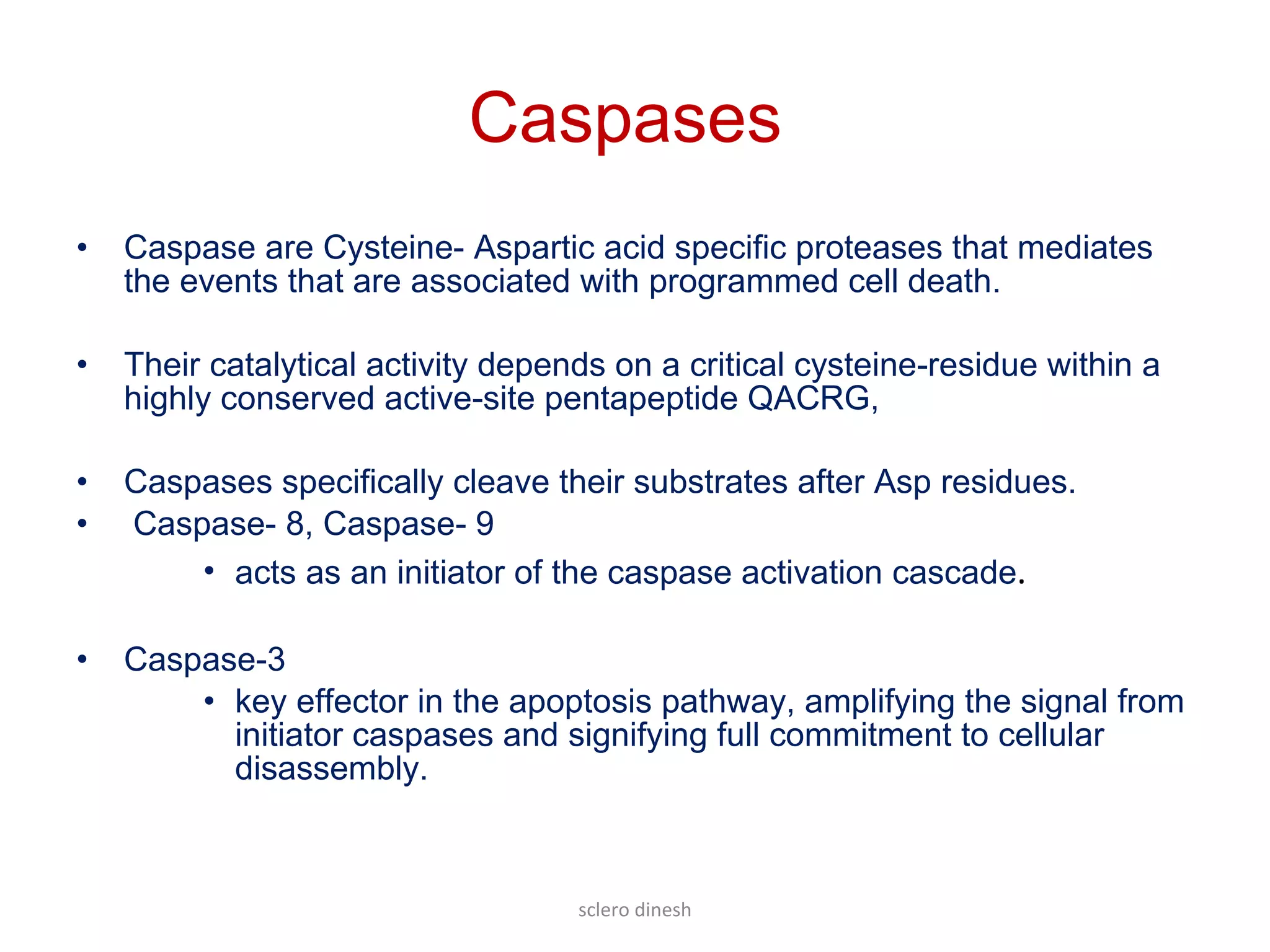 Apoptosis | PDF