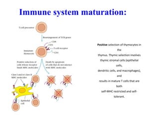 Immune system maturation:
Positive selection of thymocytes in
the
thymus. Thymic selection involves
thymic stromal cells (epithelial
cells,
dendritic cells, and macrophages),
and
results in mature T cells that are
both
self-MHC restricted and self-
tolerant.
 