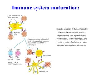 Immune system maturation:
Negative selection of thymocytes in the
thymus. Thymic selection involves
thymic stromal cells (epithelial cells,
dendritic cells, and macrophages), and
results in mature T cells that are both
self-MHC restricted and self-tolerant.
 