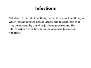 Infections
• Cell death in certain infections, particularly viral infections, in
which loss of infected cells is largely due to apoptosis that
may be induced by the virus (as in adenovirus and HIV
infections) or by the host immune response (as in viral
hepatitis).
 