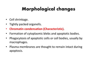 Morphological changes
• Cell shrinkage.
• Tightly packed organells.
• Chromatin condensation (Characteristic).
• Formation of cytoplasmic blebs and apoptotic bodies.
• Phagocytosis of apoptotic cells or cell bodies, usually by
macrophages.
• Plasma membranes are thought to remain intact during
apoptosis.
 
