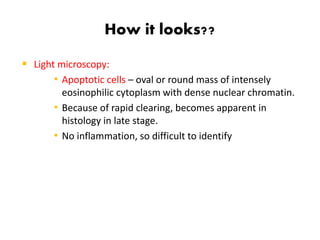 How it looks??
 Light microscopy:
• Apoptotic cells – oval or round mass of intensely
eosinophilic cytoplasm with dense nuclear chromatin.
• Because of rapid clearing, becomes apparent in
histology in late stage.
• No inflammation, so difficult to identify
 