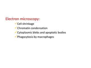 Electron microscopy:
Cell shrinkage
Chromatin condensation
Cytoplasmic blebs and apoptotic bodies
Phagocytosis by macrophages
 