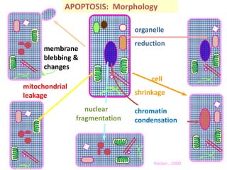 membrane
blebbing &
changes
mitochondrial
leakage
organelle
reduction
cell
shrinkage
nuclear
fragmentation
chromatin
condensation
APOPTOSIS: Morphology
Hacker., 2000
 