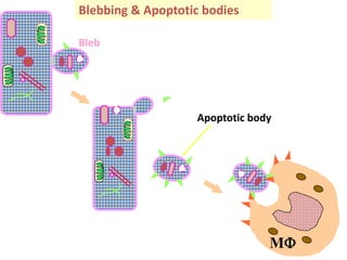 Bleb
Blebbing & Apoptotic bodies
The control retained over the cell membrane
& cytoskeleton allows intact pieces of the cell
to separate for recognition & phagocytosis by
MFs
Apoptotic body
MF
 