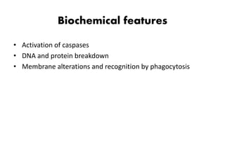 Biochemical features
• Activation of caspases
• DNA and protein breakdown
• Membrane alterations and recognition by phagocytosis
 