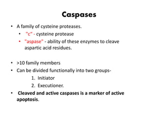 Caspases
• A family of cysteine proteases.
• "c“ - cysteine protease
• "aspase" - ability of these enzymes to cleave
aspartic acid residues.
• >10 family members
• Can be divided functionally into two groups-
1. Initiator
2. Executioner.
• Cleaved and active caspases is a marker of active
apoptosis.
 
