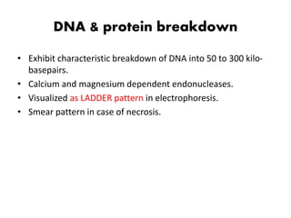 DNA & protein breakdown
• Exhibit characteristic breakdown of DNA into 50 to 300 kilo-
basepairs.
• Calcium and magnesium dependent endonucleases.
• Visualized as LADDER pattern in electrophoresis.
• Smear pattern in case of necrosis.
 