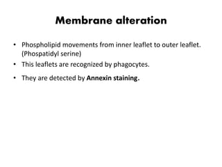 Membrane alteration
• Phospholipid movements from inner leaflet to outer leaflet.
(Phospatidyl serine)
• This leaflets are recognized by phagocytes.
• They are detected by Annexin staining.
 