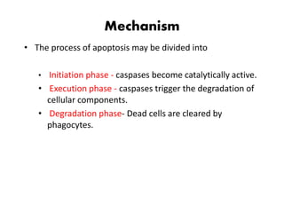 Mechanism
• The process of apoptosis may be divided into
• Initiation phase - caspases become catalytically active.
• Execution phase - caspases trigger the degradation of
cellular components.
• Degradation phase- Dead cells are cleared by
phagocytes.
 