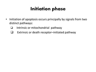 Initiation phase
• Initiation of apoptosis occurs principally by signals from two
distinct pathways:
 Intrinsic or mitochondrial pathway
 Extrinsic or death receptor–initiated pathway
 