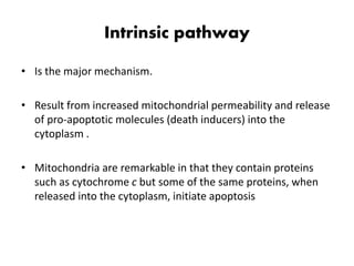 Intrinsic pathway
• Is the major mechanism.
• Result from increased mitochondrial permeability and release
of pro-apoptotic molecules (death inducers) into the
cytoplasm .
• Mitochondria are remarkable in that they contain proteins
such as cytochrome c but some of the same proteins, when
released into the cytoplasm, initiate apoptosis
 