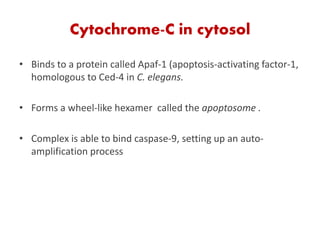 Cytochrome-C in cytosol
• Binds to a protein called Apaf-1 (apoptosis-activating factor-1,
homologous to Ced-4 in C. elegans.
• Forms a wheel-like hexamer called the apoptosome .
• Complex is able to bind caspase-9, setting up an auto-
amplification process
 