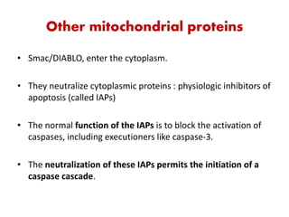Other mitochondrial proteins
• Smac/DIABLO, enter the cytoplasm.
• They neutralize cytoplasmic proteins : physiologic inhibitors of
apoptosis (called IAPs)
• The normal function of the IAPs is to block the activation of
caspases, including executioners like caspase-3.
• The neutralization of these IAPs permits the initiation of a
caspase cascade.
 