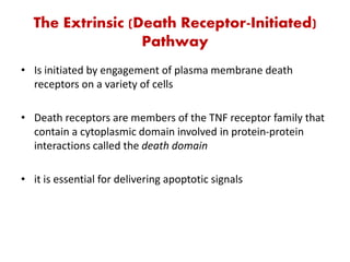 The Extrinsic (Death Receptor-Initiated)
Pathway
• Is initiated by engagement of plasma membrane death
receptors on a variety of cells
• Death receptors are members of the TNF receptor family that
contain a cytoplasmic domain involved in protein-protein
interactions called the death domain
• it is essential for delivering apoptotic signals
 