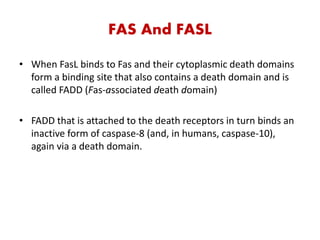 FAS And FASL
• When FasL binds to Fas and their cytoplasmic death domains
form a binding site that also contains a death domain and is
called FADD (Fas-associated death domain)
• FADD that is attached to the death receptors in turn binds an
inactive form of caspase-8 (and, in humans, caspase-10),
again via a death domain.
 