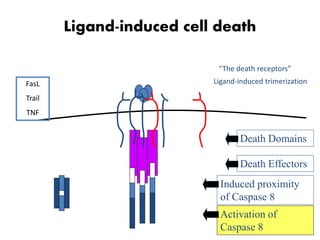 Ligand-induced cell death
“The death receptors”
Ligand-induced trimerization
Death Domains
Death Effectors
Induced proximity
of Caspase 8
Activation of
Caspase 8
FasL
Trail
TNF
 