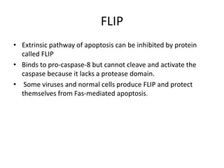 FLIP
• Extrinsic pathway of apoptosis can be inhibited by protein
called FLIP
• Binds to pro-caspase-8 but cannot cleave and activate the
caspase because it lacks a protease domain.
• Some viruses and normal cells produce FLIP and protect
themselves from Fas-mediated apoptosis.
 