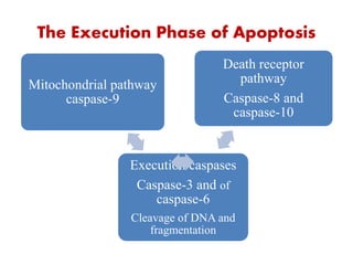 The Execution Phase of Apoptosis
Execution caspases
Caspase-3 and of
caspase-6
Cleavage of DNA and
fragmentation
Death receptor
pathway
Caspase-8 and
caspase-10
Mitochondrial pathway
caspase-9
 
