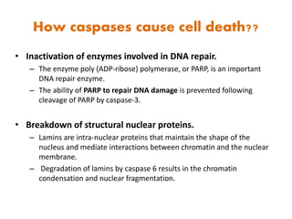 How caspases cause cell death??
• Inactivation of enzymes involved in DNA repair.
– The enzyme poly (ADP-ribose) polymerase, or PARP, is an important
DNA repair enzyme.
– The ability of PARP to repair DNA damage is prevented following
cleavage of PARP by caspase-3.
• Breakdown of structural nuclear proteins.
– Lamins are intra-nuclear proteins that maintain the shape of the
nucleus and mediate interactions between chromatin and the nuclear
membrane.
– Degradation of lamins by caspase 6 results in the chromatin
condensation and nuclear fragmentation.
 