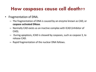 How caspases cause cell death??
• Fragmentation of DNA.
– The fragmentation of DNA is caused by an enzyme known as CAD, or
caspase activated DNase.
– Normally CAD exists as an inactive complex with ICAD (inhibitor of
CAD).
– During apoptosis, ICAD is cleaved by caspases, such as caspase 3, to
release CAD.
– Rapid fragmentation of the nuclear DNA follows.
 