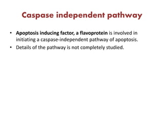 Caspase independent pathway
• Apoptosis inducing factor, a flavoprotein is involved in
initiating a caspase-independent pathway of apoptosis.
• Details of the pathway is not completely studied.
 