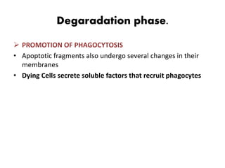 Degaradation phase.
 PROMOTION OF PHAGOCYTOSIS
• Apoptotic fragments also undergo several changes in their
membranes
• Dying Cells secrete soluble factors that recruit phagocytes
 