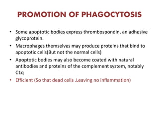 PROMOTION OF PHAGOCYTOSIS
• Some apoptotic bodies express thrombospondin, an adhesive
glycoprotein.
• Macrophages themselves may produce proteins that bind to
apoptotic cells(But not the normal cells)
• Apoptotic bodies may also become coated with natural
antibodies and proteins of the complement system, notably
C1q
• Efficient (So that dead cells .Leaving no inflammation)
 