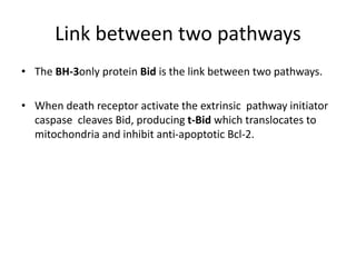 Link between two pathways
• The BH-3only protein Bid is the link between two pathways.
• When death receptor activate the extrinsic pathway initiator
caspase cleaves Bid, producing t-Bid which translocates to
mitochondria and inhibit anti-apoptotic Bcl-2.
 