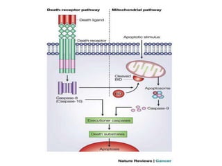 Link between the pathways
 