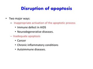 Disruption of apoptosis
• Two major ways:
– Inappropriate activation of the apoptotic process
• Immune defect in AIDS
• Neurodegenerative diseases.
– Inadequate apoptosis
• Cancer
• Chronic inflammatory conditions
• Autoimmune diseases.
 