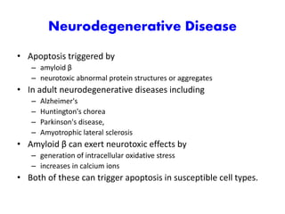 Neurodegenerative Disease
• Apoptosis triggered by
– amyloid β
– neurotoxic abnormal protein structures or aggregates
• In adult neurodegenerative diseases including
– Alzheimer's
– Huntington's chorea
– Parkinson's disease,
– Amyotrophic lateral sclerosis
• Amyloid β can exert neurotoxic effects by
– generation of intracellular oxidative stress
– increases in calcium ions
• Both of these can trigger apoptosis in susceptible cell types.
 