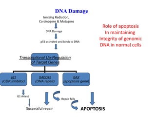 DNA Damage
Transcriptional Up-Regulation
of Target Genes
p21
(CDK inhibitor)
GADD45
(DNA repair)
BAX
(apoptosis gene)
Ionizing Radiation,
Carcinogens & Mutagens
DNA Damage
p53 activated and binds to DNA
G1 Arrest
Successful repair
Repair fails
APOPTOSIS
Role of apoptosis
In maintaining
Integrity of genomic
DNA in normal cells
 
