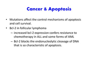 Cancer & Apoptosis
• Mutations affect the control mechanisms of apoptosis
and cell survival.
• Bcl-2 in follicular lymphoma
– increased bcl-2 expression confers resistance to
chemotherapy in ALL and some forms of AML
– Bcl-2 blocks the endonucleolytic cleavage of DNA
that is so characteristic of apoptosis.
 