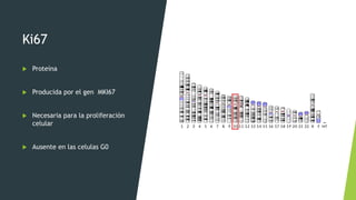 Ki67
 Proteína
 Producida por el gen MKI67
 Necesaria para la proliferación
celular
 Ausente en las celulas G0
 