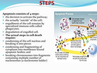 STEPS
Apoptosis consists of 4 steps:
 the decision to activate the pathway;
 the actually "suicide" of the cell;
 engulfment of the cell remains by
specialized immune cells called
phagocytes;
 degradation of engulfed cell.
 The actual steps in cell death
require:
 condensing of the cell nucleus and
breaking it into pieces
 condensing and fragmenting of
cytoplasm into membrane bound
apoptotic bodies; and
 breaking chromosomes into fragments
containing multiple number of
nucleosomes (a nucleosome ladder)
 