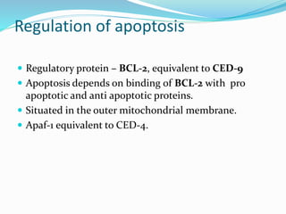 Regulation of apoptosis
 Regulatory protein – BCL-2, equivalent to CED-9
 Apoptosis depends on binding of BCL-2 with pro
apoptotic and anti apoptotic proteins.
 Situated in the outer mitochondrial membrane.
 Apaf-1 equivalent to CED-4.
 