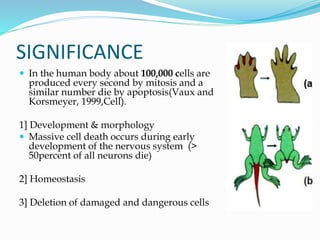 SIGNIFICANCE
 In the human body about 100,000 cells are
produced every second by mitosis and a
similar number die by apoptosis(Vaux and
Korsmeyer, 1999,Cell).
1] Development & morphology
 Massive cell death occurs during early
development of the nervous system (>
50percent of all neurons die)
2] Homeostasis
3] Deletion of damaged and dangerous cells
 