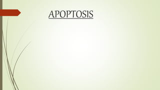 APOPTOSIS
 