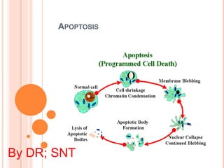APOPTOSIS
By DR; SNT
 