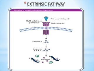 Apoptosis | PDF