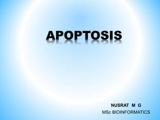 APOPTOSIS
NUSRAT M G
MSc BIOINFORMATICS
 