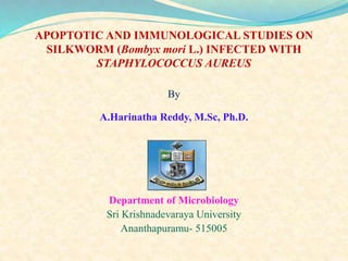 APOPTOTIC AND IMMUNOLOGICAL STUDIES ON
SILKWORM (Bombyx mori L.) INFECTED WITH
STAPHYLOCOCCUS AUREUS
By
A.Harinatha Reddy, M.Sc, Ph.D.
Department of Microbiology
Sri Krishnadevaraya University
Ananthapuramu- 515005
 