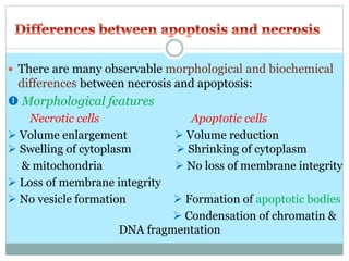  There are many observable morphological and biochemical
differences between necrosis and apoptosis:
 Morphological features
Necrotic cells Apoptotic cells
 Volume enlargement  Volume reduction
 Swelling of cytoplasm  Shrinking of cytoplasm
& mitochondria  No loss of membrane integrity
 Loss of membrane integrity
 No vesicle formation  Formation of apoptotic bodies
 Condensation of chromatin &
DNA fragmentation
 