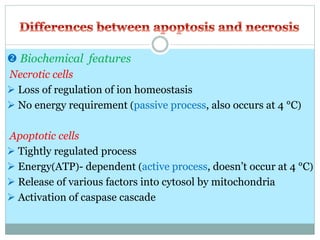  Biochemical features
Necrotic cells
 Loss of regulation of ion homeostasis
 No energy requirement (passive process, also occurs at 4 °C)
Apoptotic cells
 Tightly regulated process
 Energy(ATP)- dependent (active process, doesn’t occur at 4 °C)
 Release of various factors into cytosol by mitochondria
 Activation of caspase cascade
 
